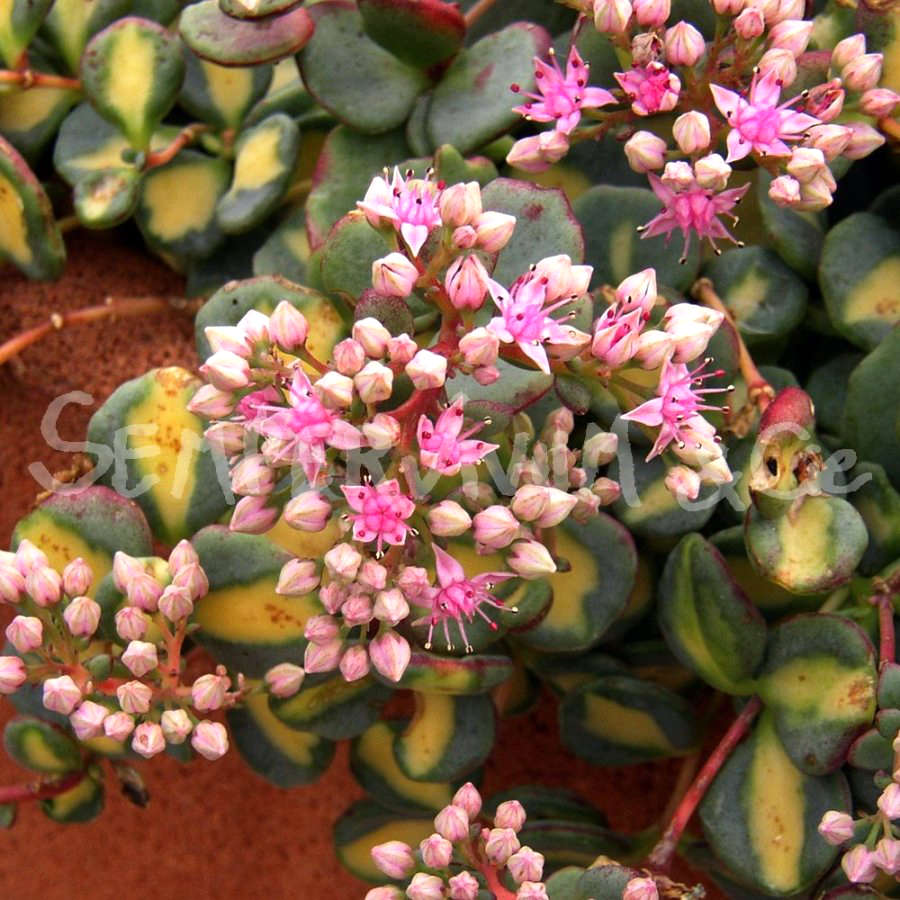 Sedum Hylotelephium Sieboldii Mediovariegatum