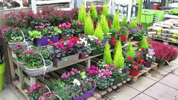 Les plantes fleuries