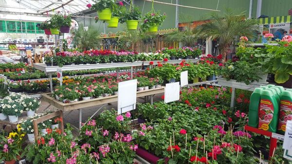 Le marché aux fleurs