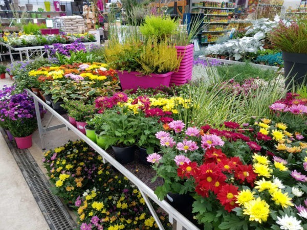 Les fleurs de saison