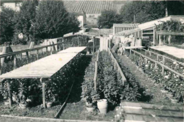 Jardinerie Ferrière Fleurs dans les années 1920