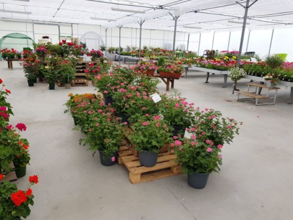 La production horticoles des Jardins d'Olivier