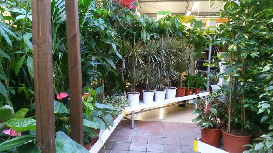 Les plantes d'intérieur