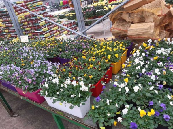 Les fleurs de la Potagère