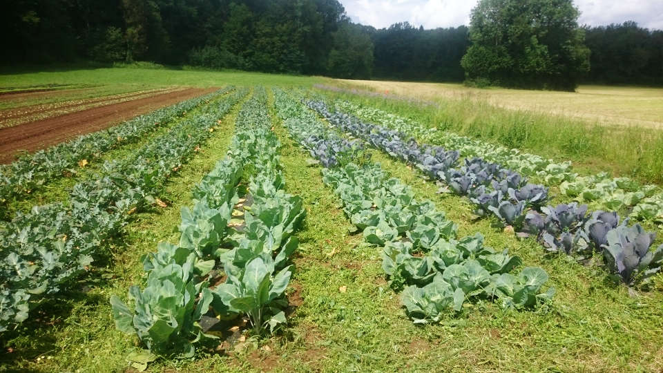 Le Jardin de Zélie