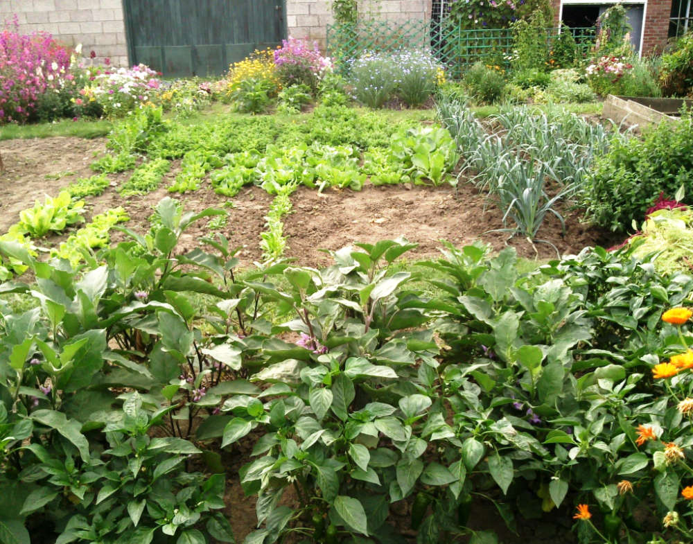 Le jardin d'essai des Graines Bocquet