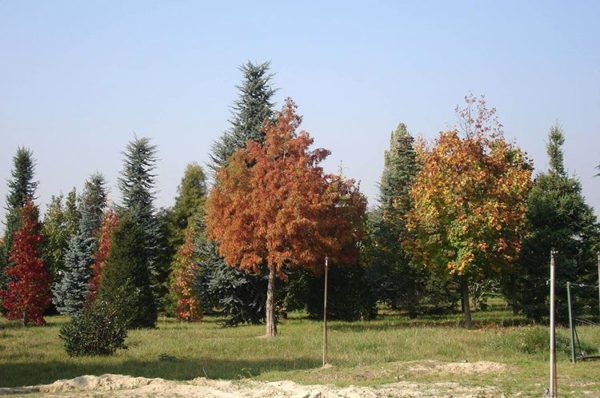 Les arbres remarquables