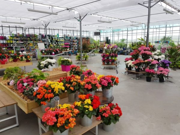 Les fleurs coupées
