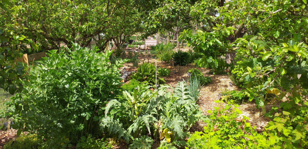 Le jardin forêt des Jardins Kit'Éco