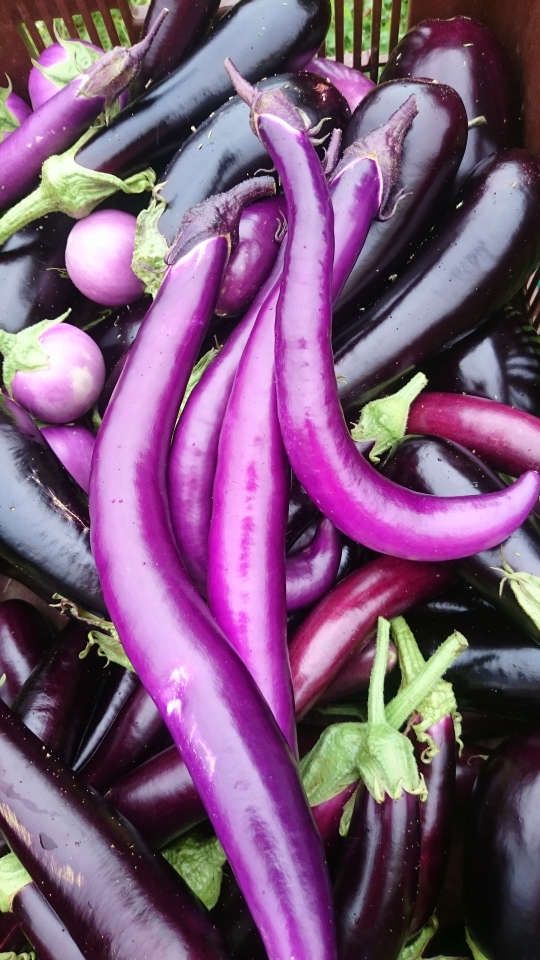 Les légumes bio du Jardin de Zélie