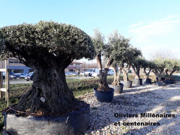 Les oliviers de la Pépinière Terra Verde