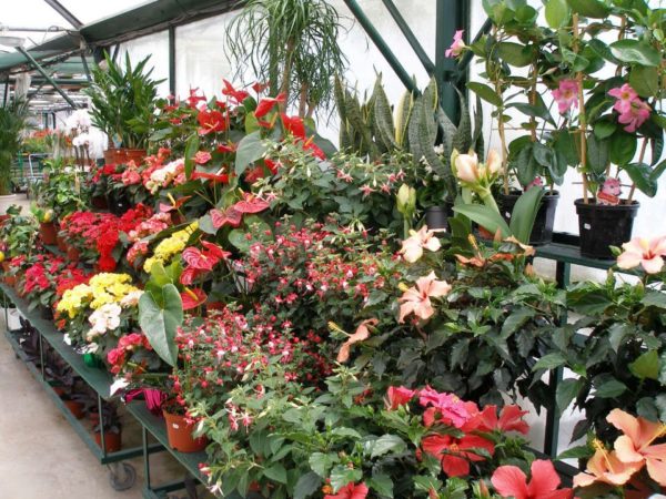 Les plantes d'intérieur