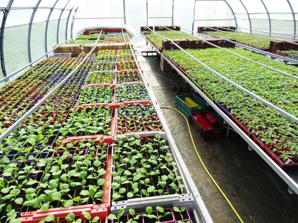 Les plants potagers du Jardin de Zélie