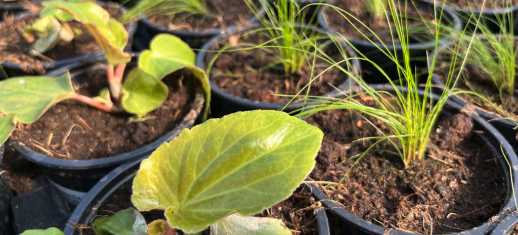 Les productions de la jardinerie Ferrière Fleurs