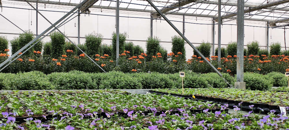 Les serres de production du site fleurir-son-jardin.fr