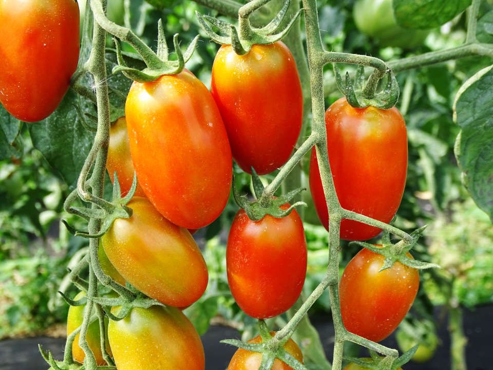 Les tomates du Jardin de Zélie