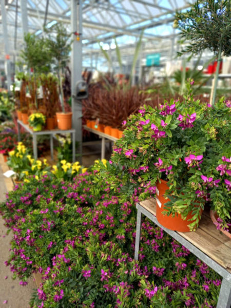 Plantes fleuries de saison