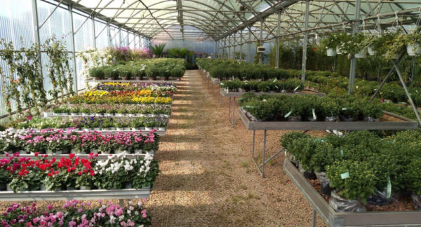 Jardinerie Les Pépinières de Saint-Cyprien