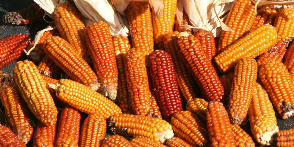 Maïs roux basque de Mille Variétés Anciennes