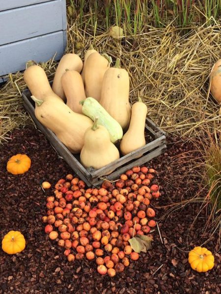 Production de légumes