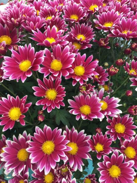 Marché aux fleurs de JardiPlus