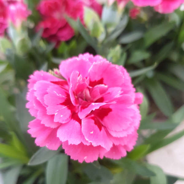Dianthus caryophyllus rose