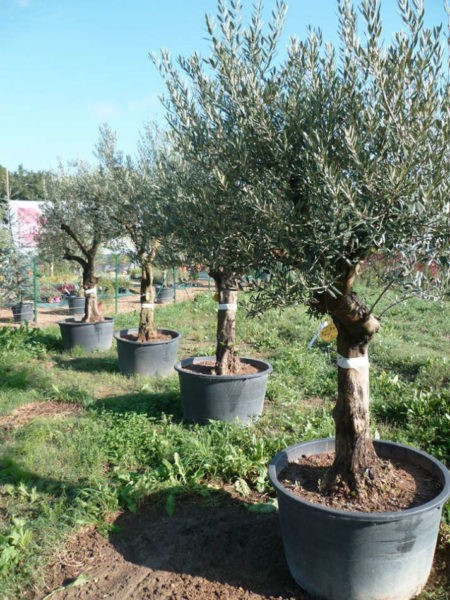 Les oliviers de la Pépinière Terra Verde