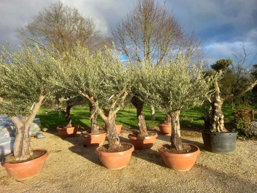 Oliviers des P&eacute;pini&egrave;res Bourinet