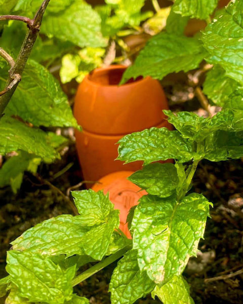 Ollas Wepot en pleine terre