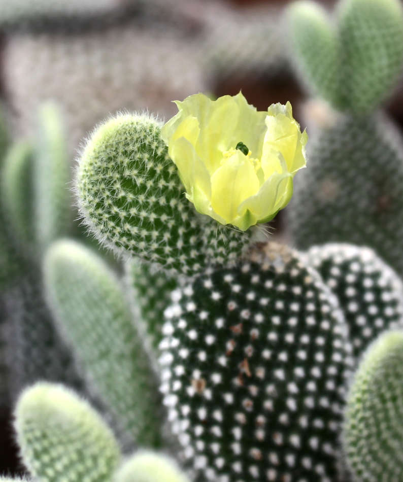Opuntia Microdasys Plumosa FL