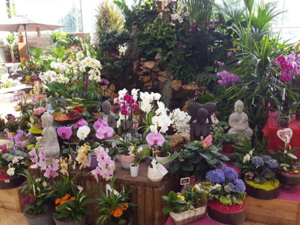 Les orchidées