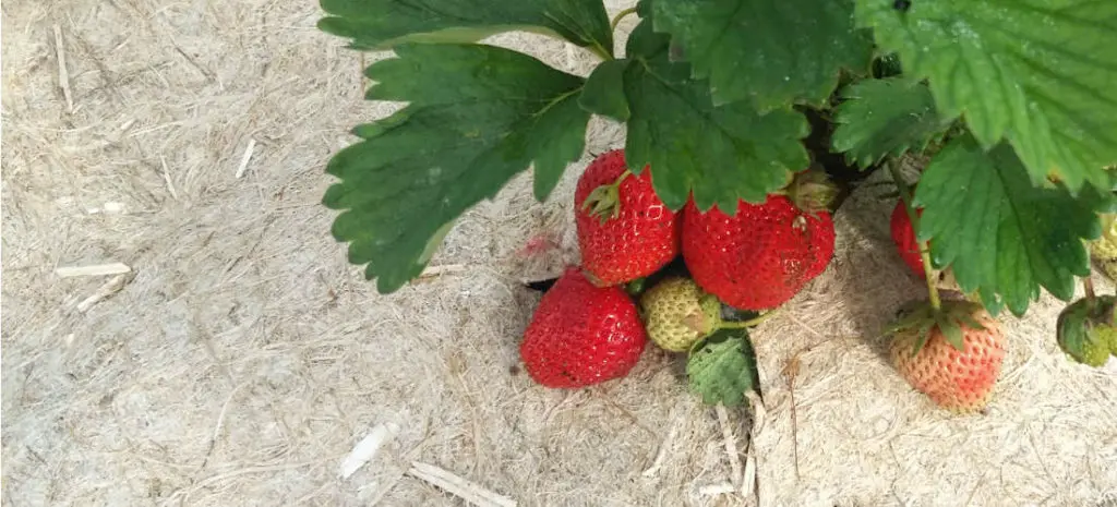 Paillage en chanvre au potager