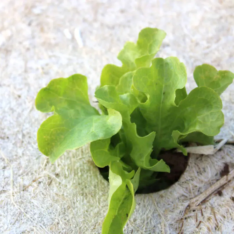 Paillage salade