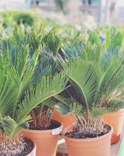 Les palmiers de la jardinerie Jaïa Balaruc-le-Vieux