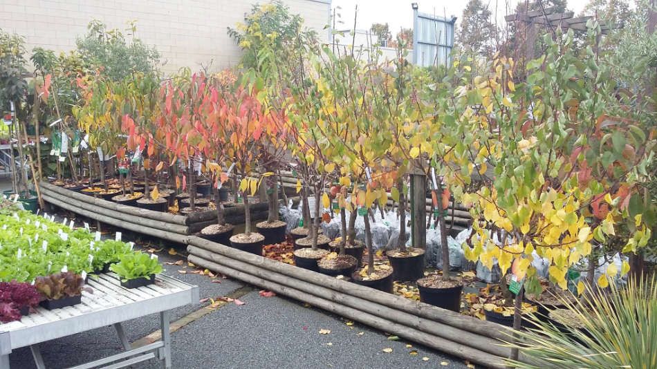 L'espace pépinière des Jardins de Maryline