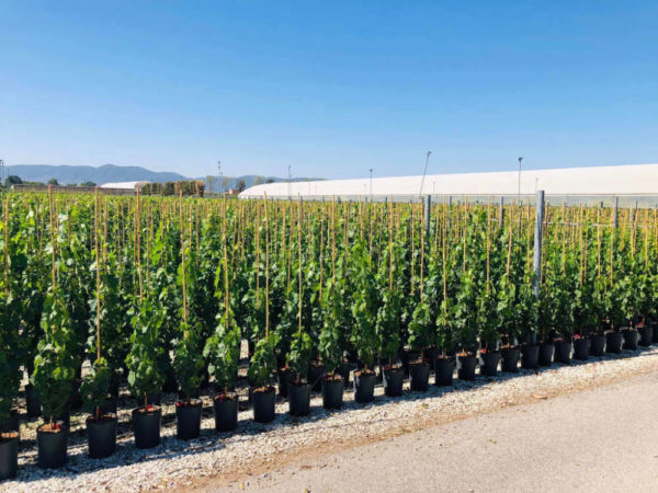 Les plantes fleuries de la Jardinerie Kallenkoot