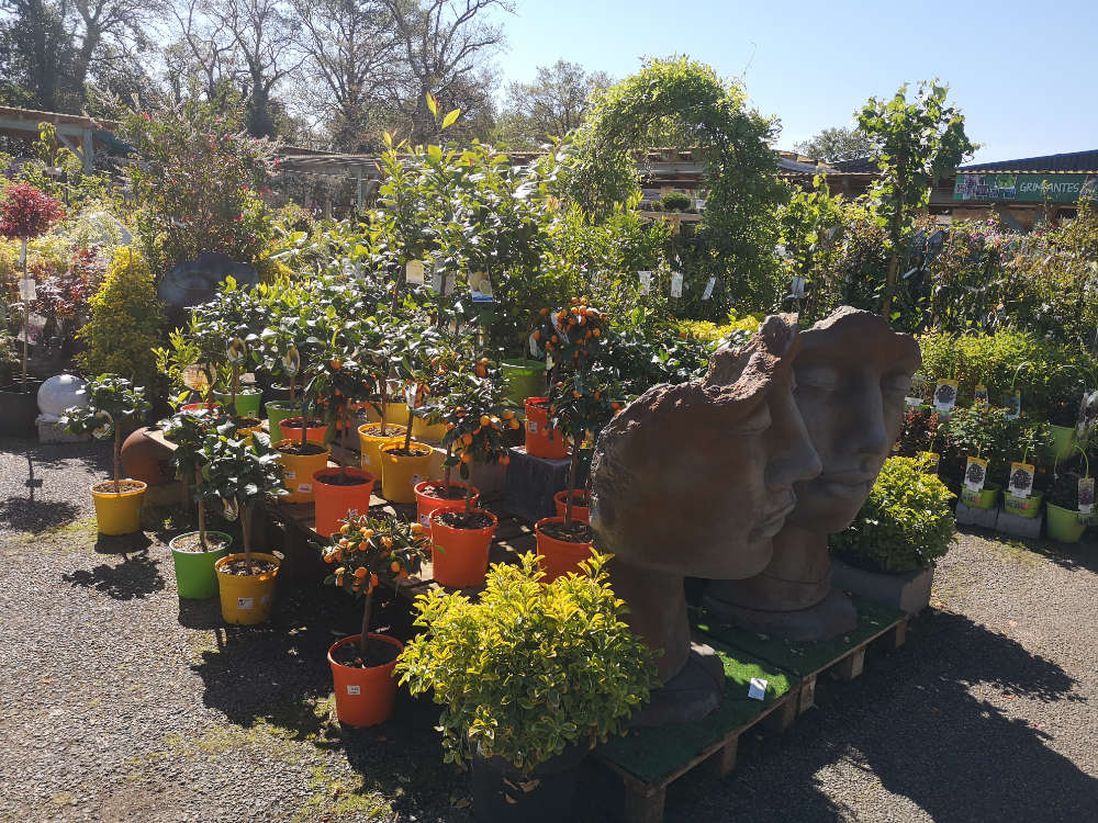 Les végétaux d'extérieur de la Jardinerie Leroux