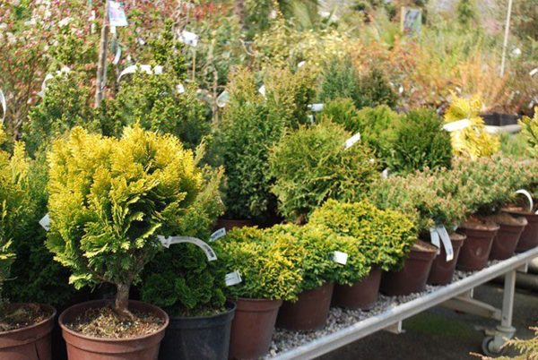 Jardinerie des Pépinières Chatelain