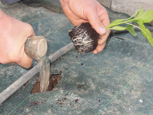 Plantation sur toile de paillage