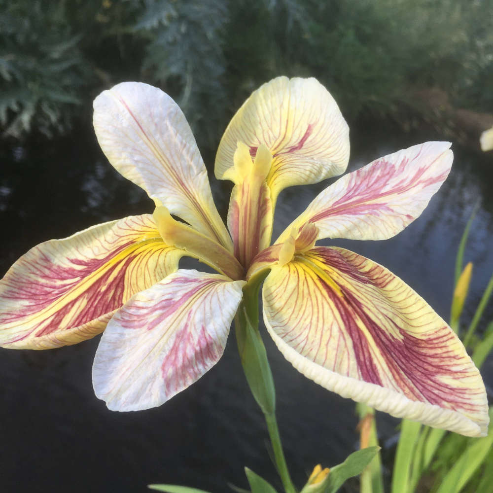 Les plantes de bassin