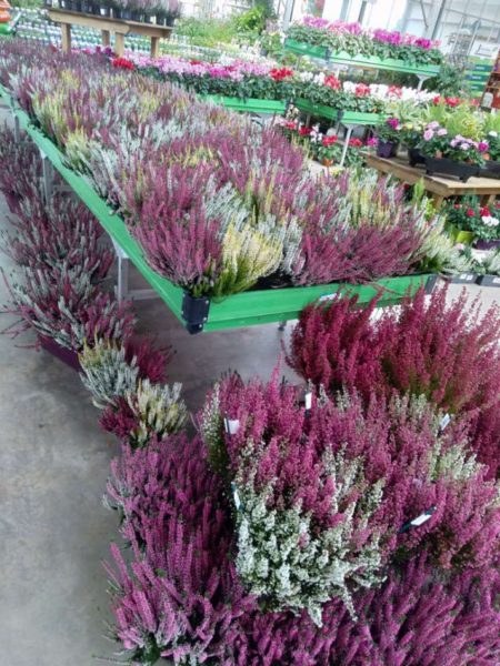 Plantes de bruyère