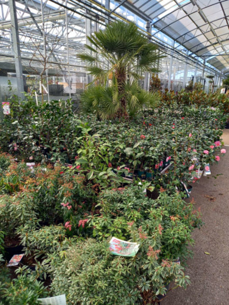 Les végétaux d'extérieur de la Jardinerie Favennec