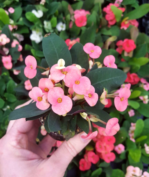 Les plantes fleuries de la Jardinerie Kallenkoot