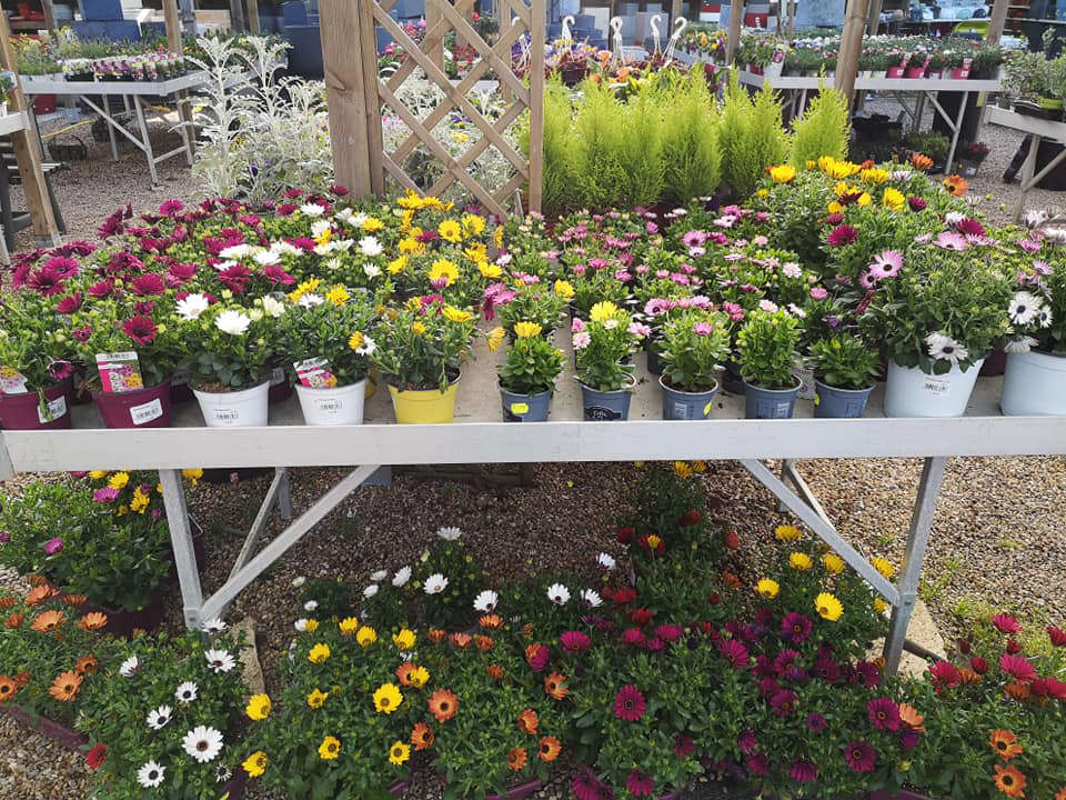 Les plantes de la Jardinerie Leroux
