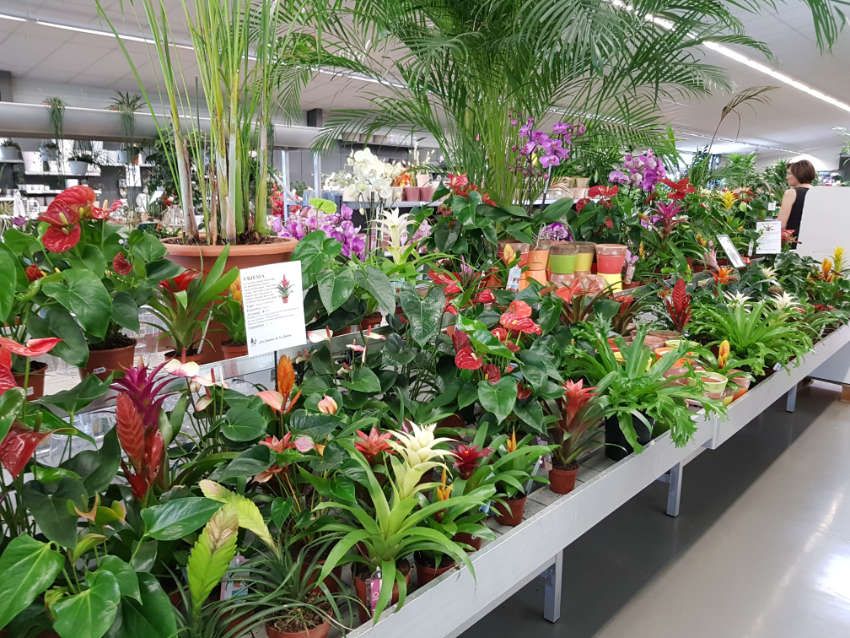 Les plantes d'intérieur