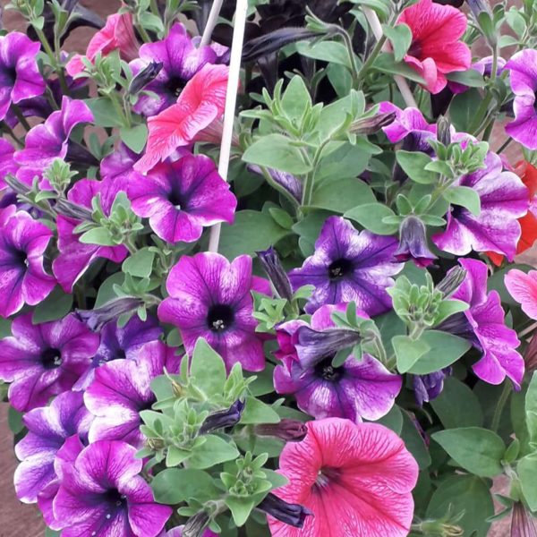 Les plantes produites aux Serres Fleuries