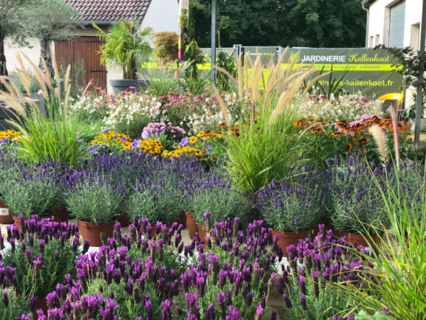 Les plantes fleuries de la Jardinerie Kallenkoot
