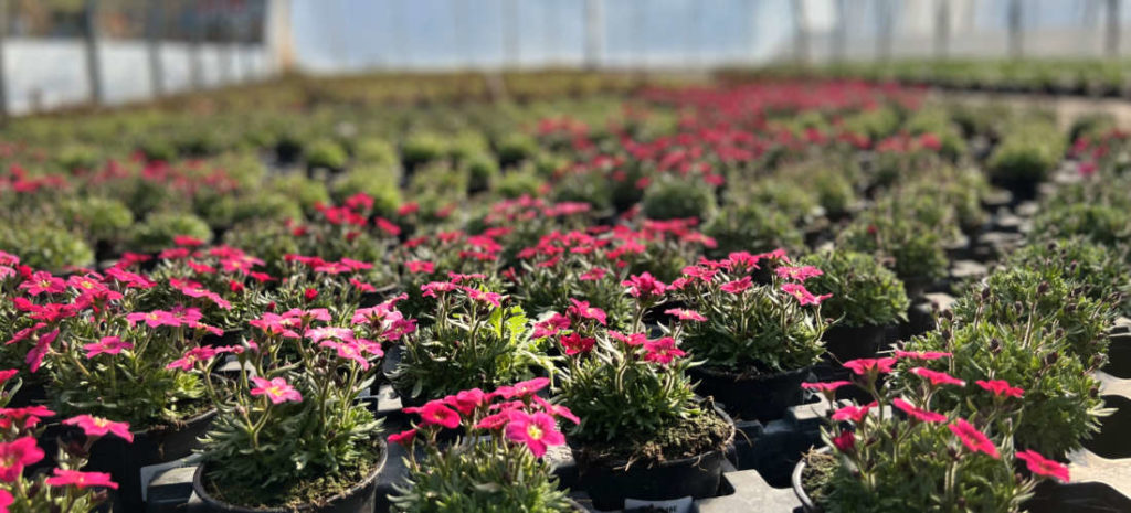 Les plantes fleurie de Ferrière Fleurs