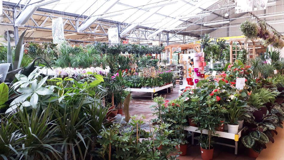 Les plantes d'intérieur