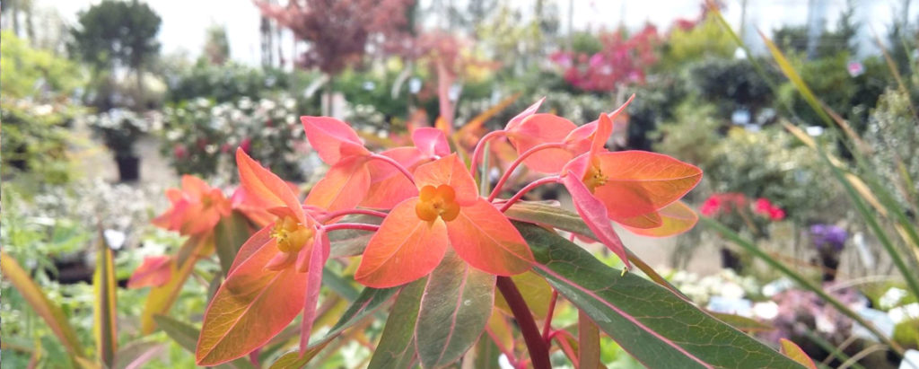 Plantes des Pépinières Prunier